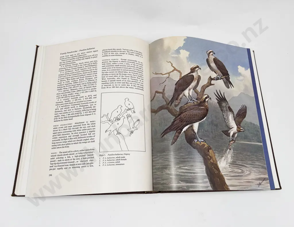 Eagles Hawks & Falcons of the World Volumes 1 & 2 Image 1++