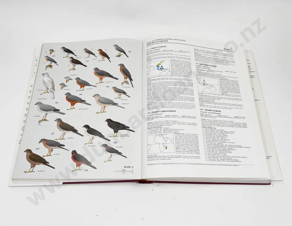 Handbook of the Birds of the World Volumes 1 & 2 Image 1++