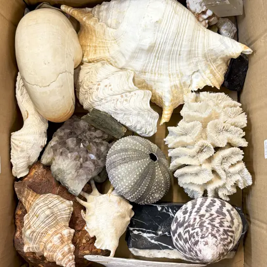 Box of Shells