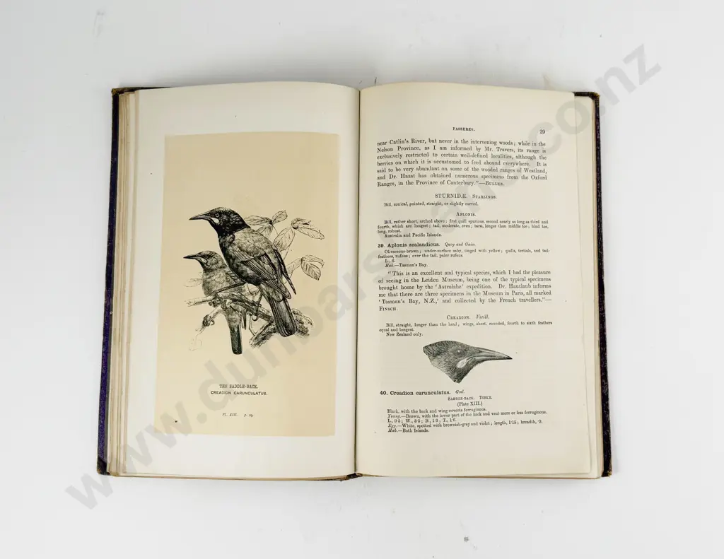 Buller Walter L - Manual Of The Birds Of New Zealand Image 1++