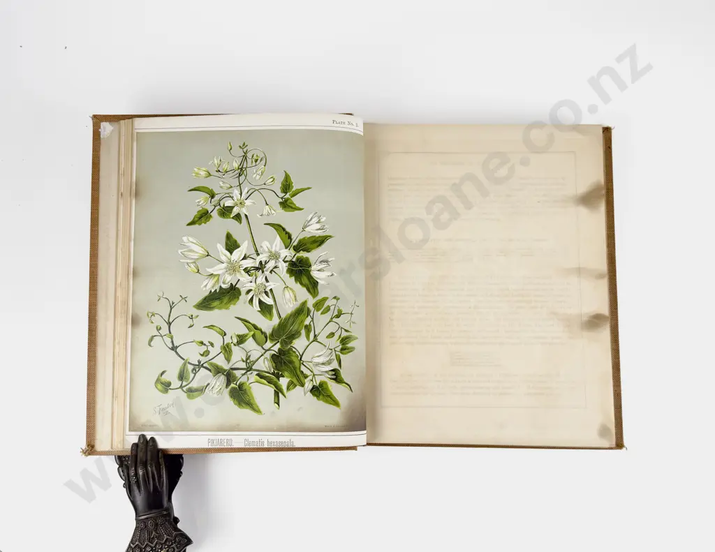 Featon Mr & Mrs E H - The Art Album of New Zealand Flora Volume I Image 1++