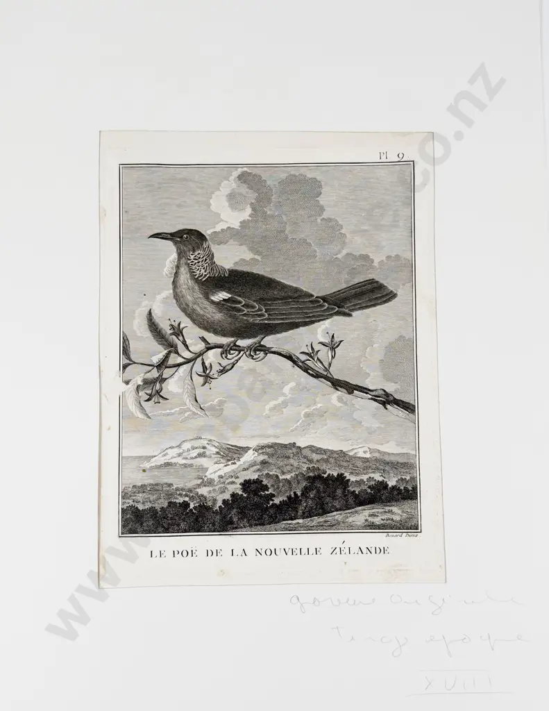 After William Hodges - Le Poe De La Nouvelle Zelande Image 1++