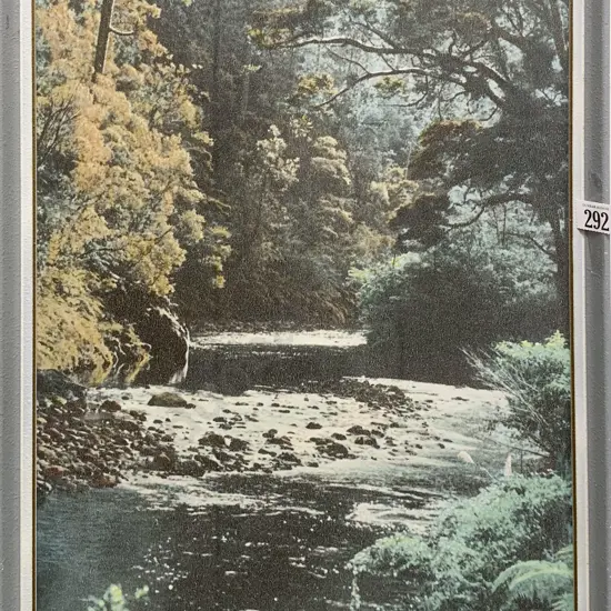 Whites Aviation - Waipoua Forest - Photographic Print