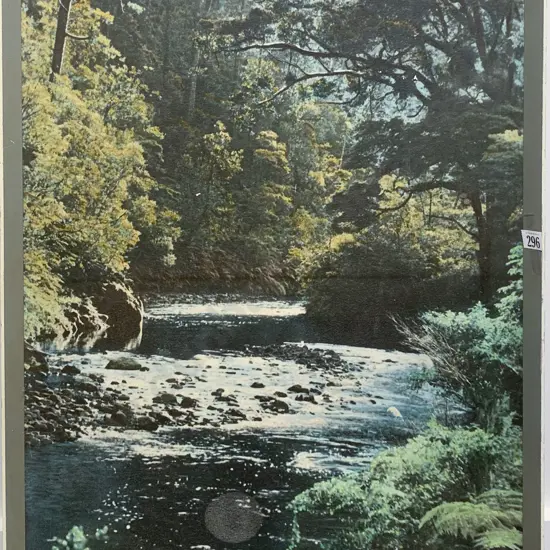 Whites Aviation - Waipoua Forest - Photographic Print