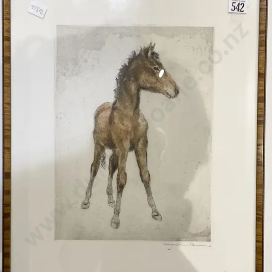 Attributed Neumann - Foal Study - Original Hand Coloured Etching