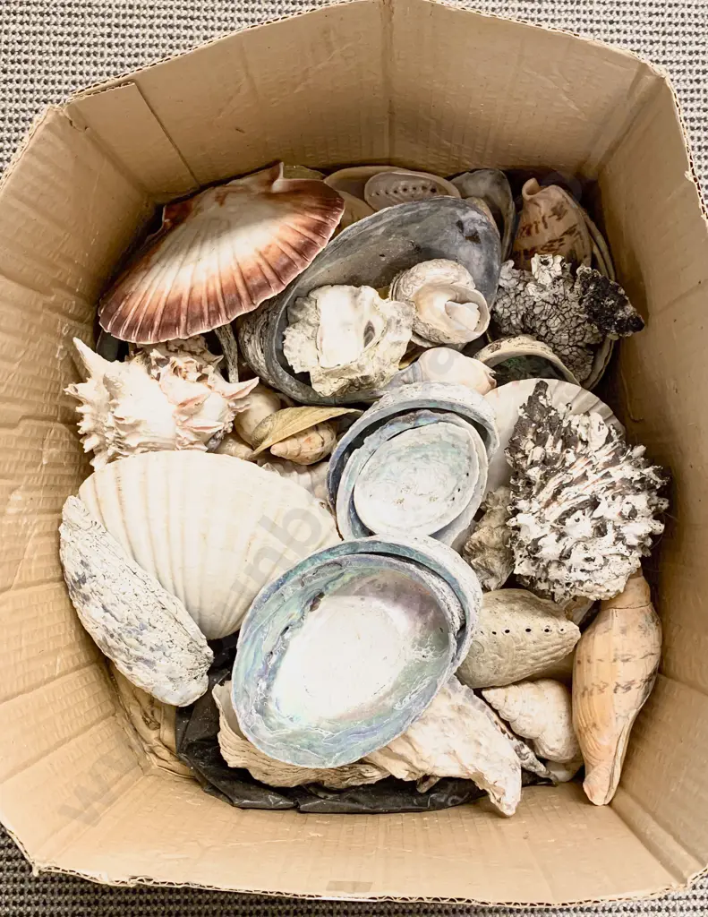 Box of Assorted Shells Image 1++
