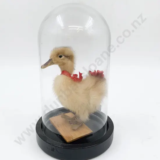 Taxidermy Duckling in Glass Dome