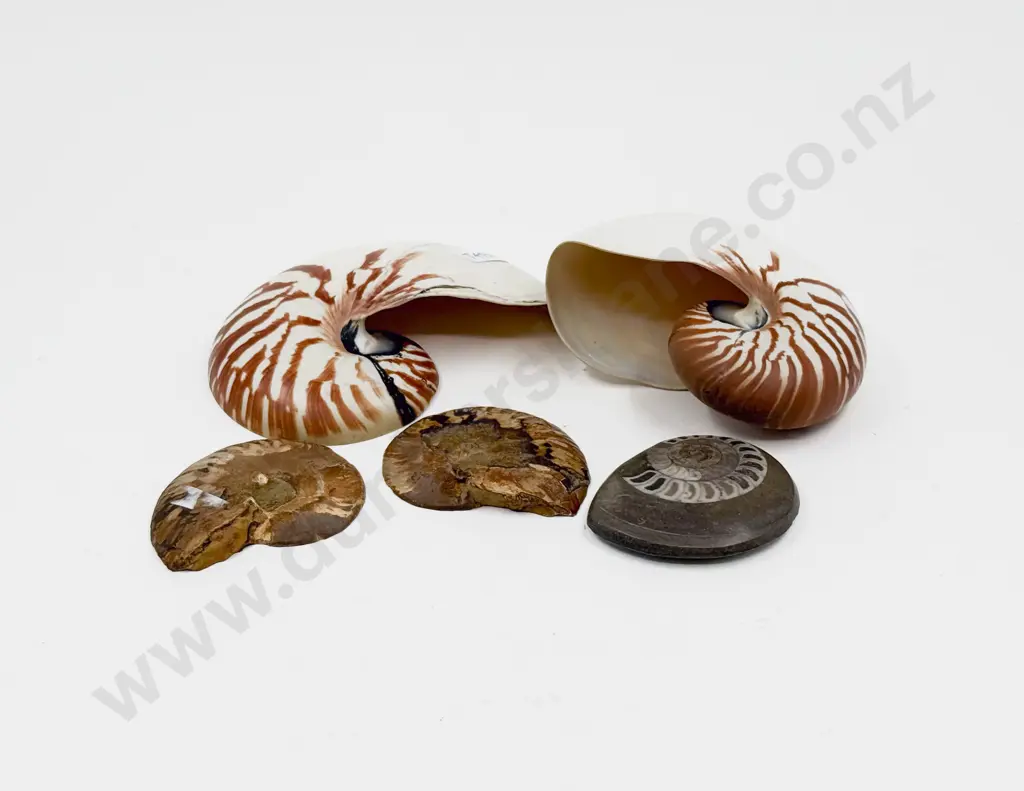 Two Shells & Three Fossilised Shells Image 1++