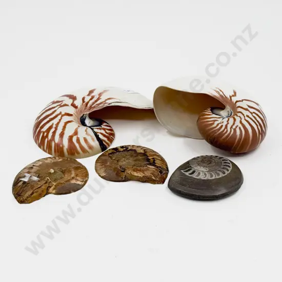 Two Shells & Three Fossilised Shells