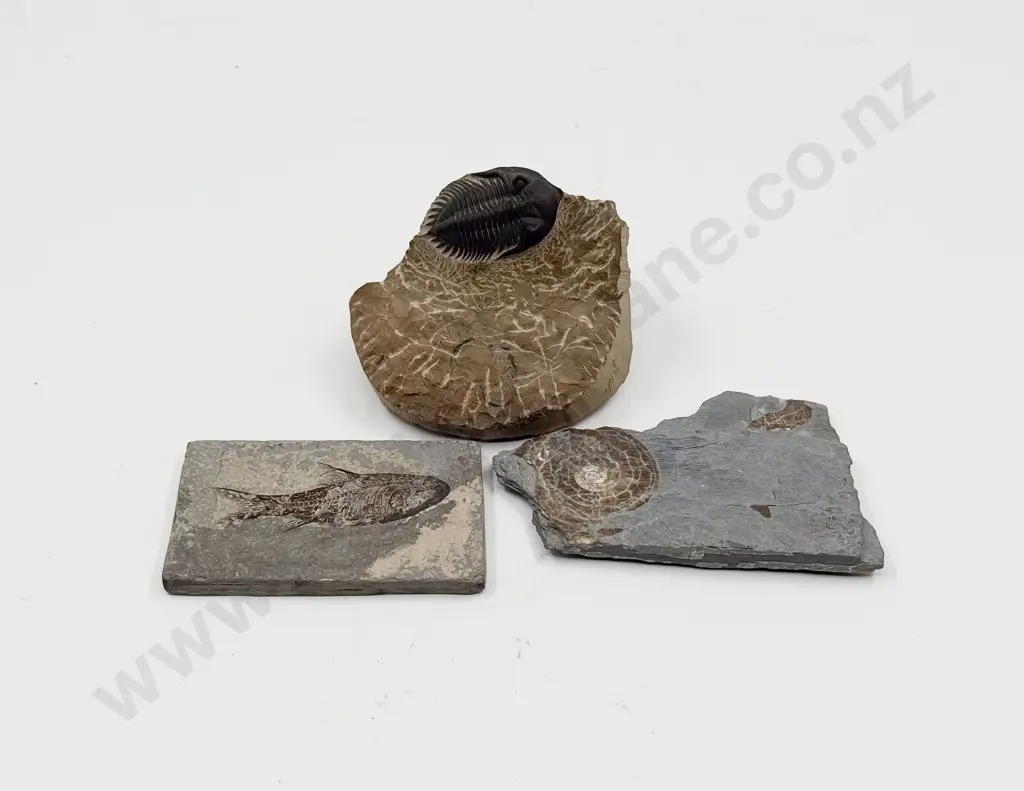 Three Assorted Fossils Image 1++