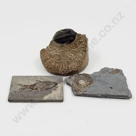 Three Assorted Fossils