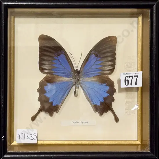 Taxidermy Butterfly Display - Paplilio Ulysses