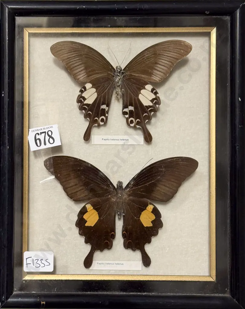 Taxidermy Butterfly Display - Papilio Helenus Helenus Image 1++