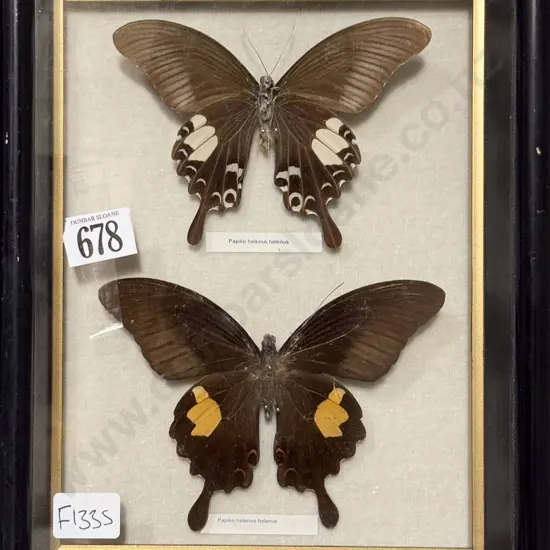 Taxidermy Butterfly Display - Papilio Helenus Helenus