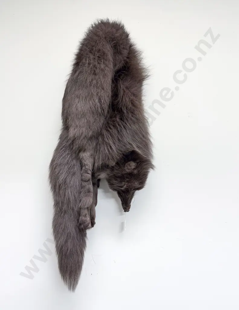 C1940's Fox Fur Shoulder Wrap Image 1++