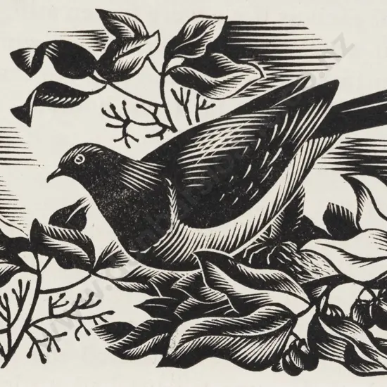 E Mervyn Taylor - Bush Pidgeon