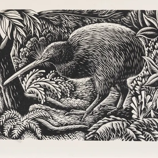 E Mervyn Taylor - Kiwi