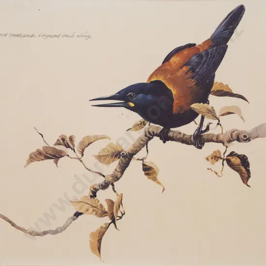 Raymond Ching - The North Island Saddleback