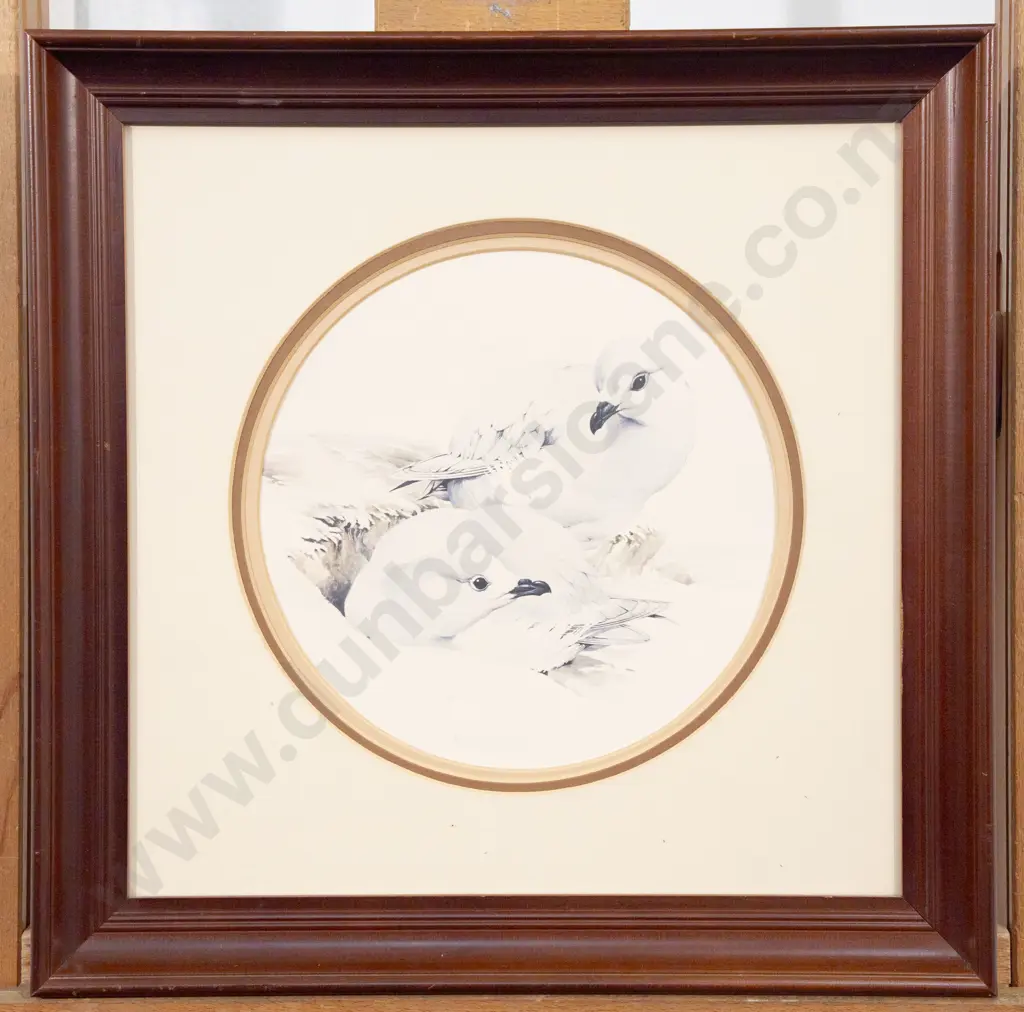 Raymond Ching - Snowy Petrels Image 1++