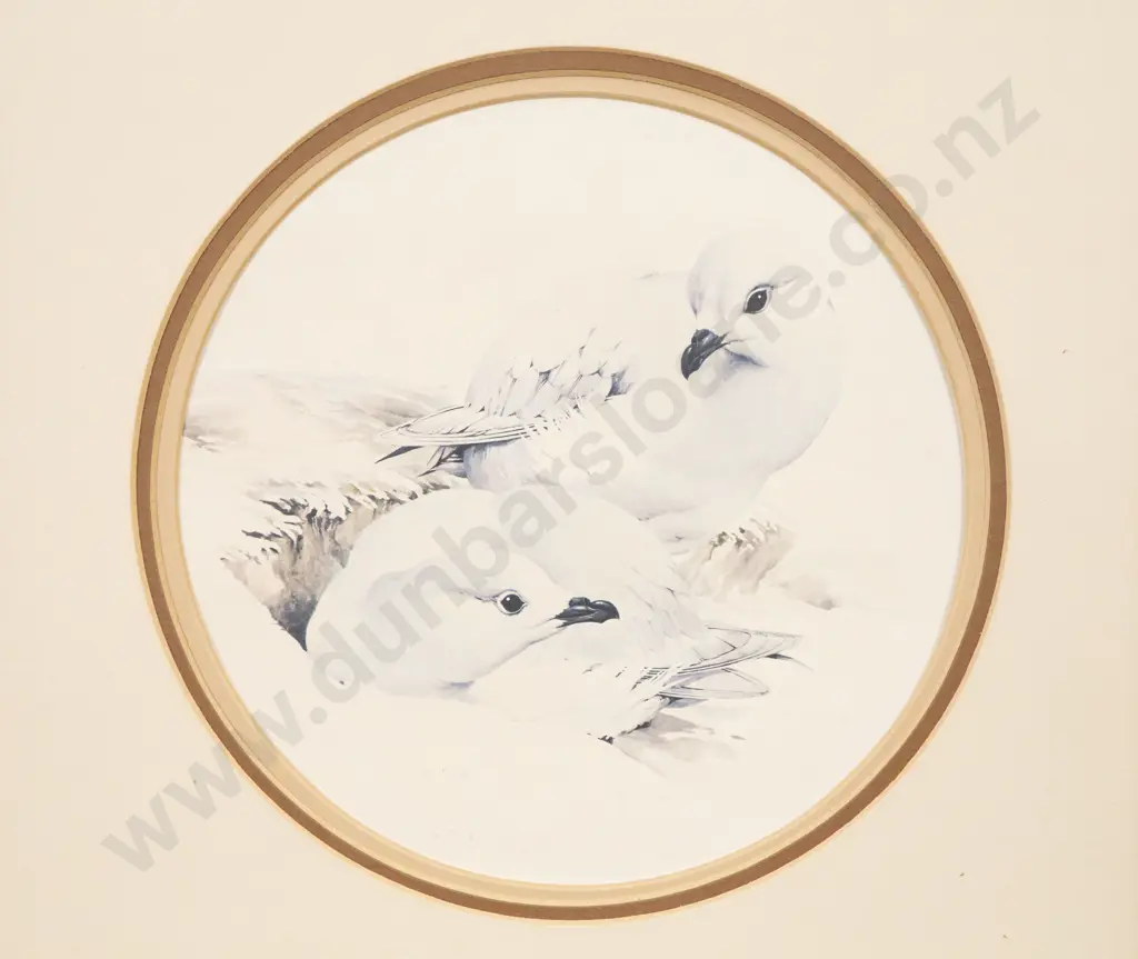 Raymond Ching - Snowy Petrels Image 1++