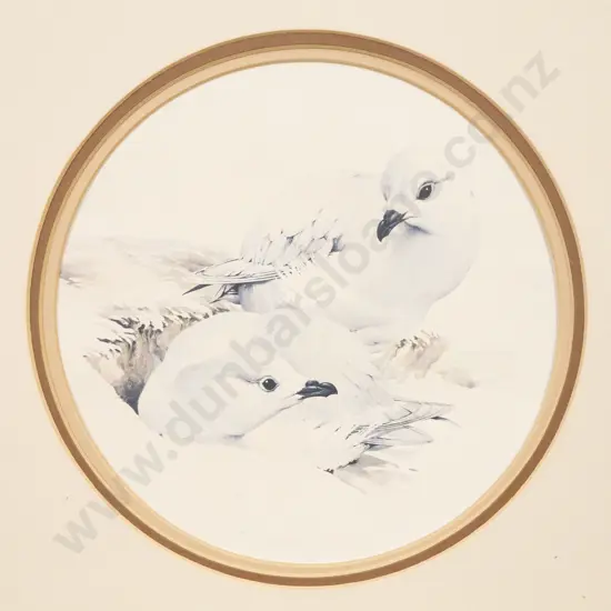 Raymond Ching - Snowy Petrels