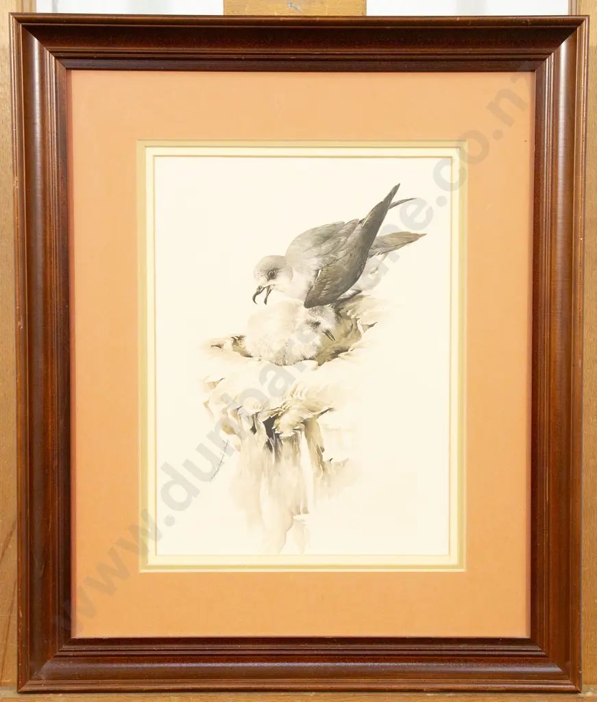 Raymond Ching (b 1939) - Cooks Petrels Image 1++