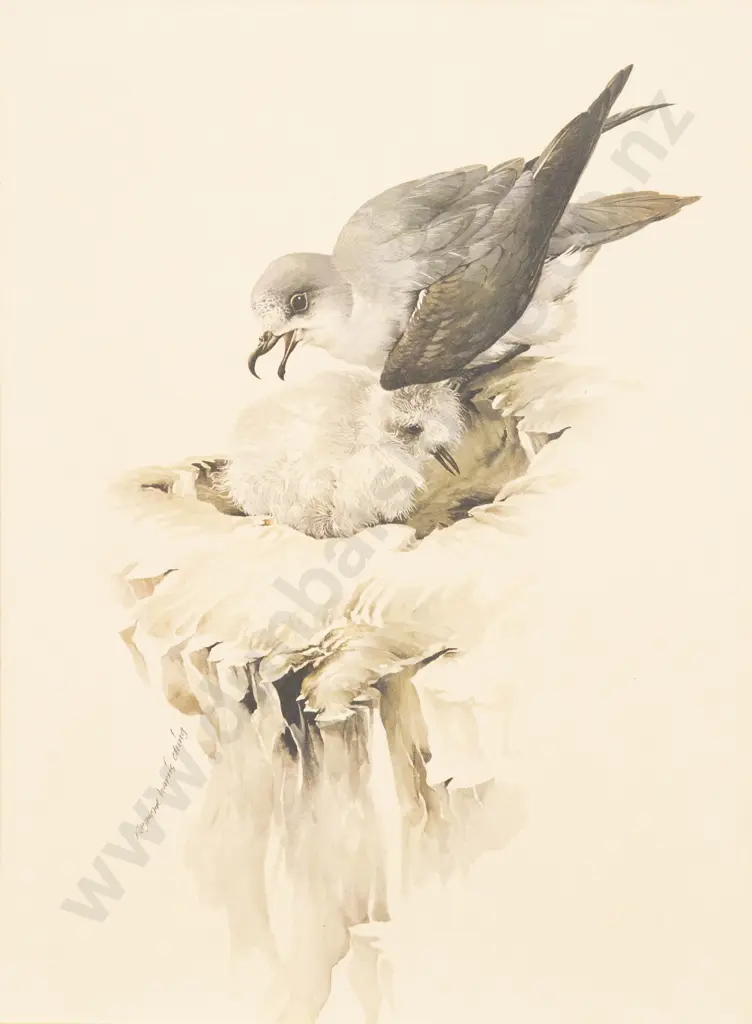 Raymond Ching (b 1939) - Cooks Petrels Image 1++