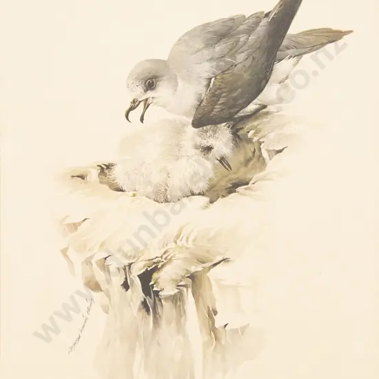 Raymond Ching (b 1939) - Cooks Petrels