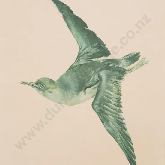 Raymond Ching - Puffin