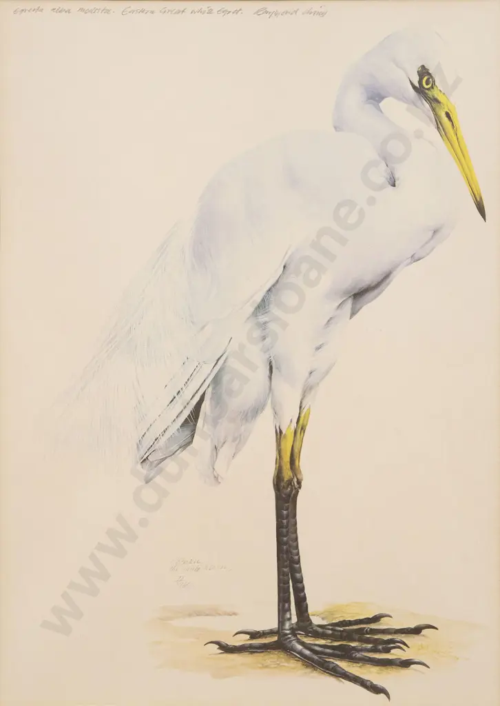 Raymond Ching - Eastern Great White Egret Image 1++