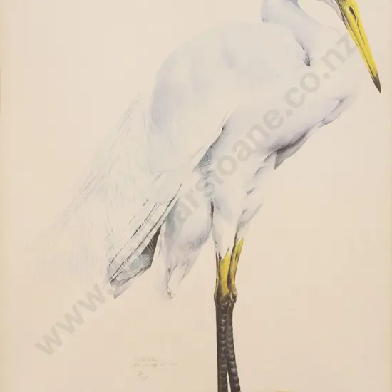 Raymond Ching - Eastern Great White Egret