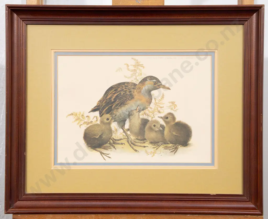 Raymond Ching - North Island Weka Image 1++