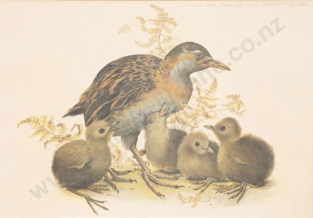 Raymond Ching - North Island Weka Image 1++
