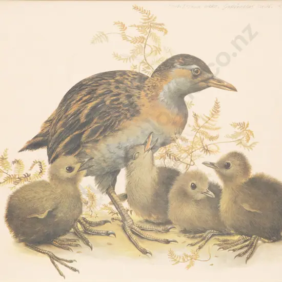 Raymond Ching - North Island Weka