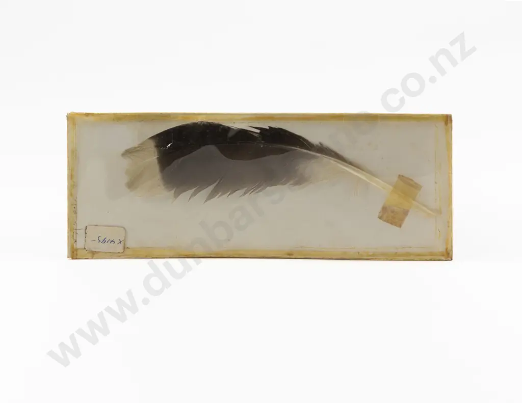 Huia Feather of Relatively Curved Form Image 1++