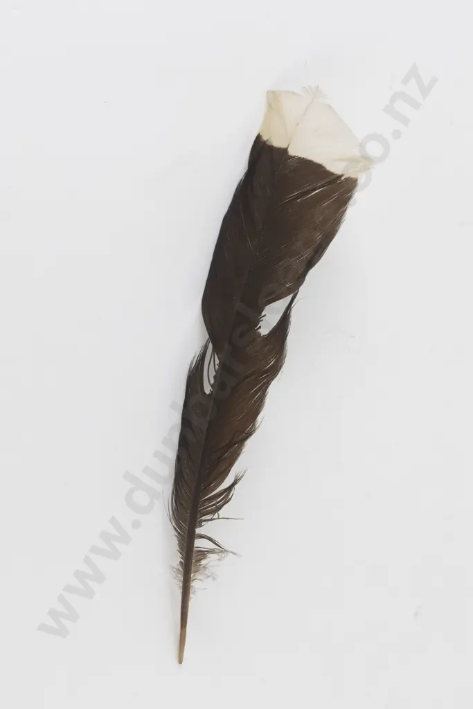 Huia Tail Feather Image 1++