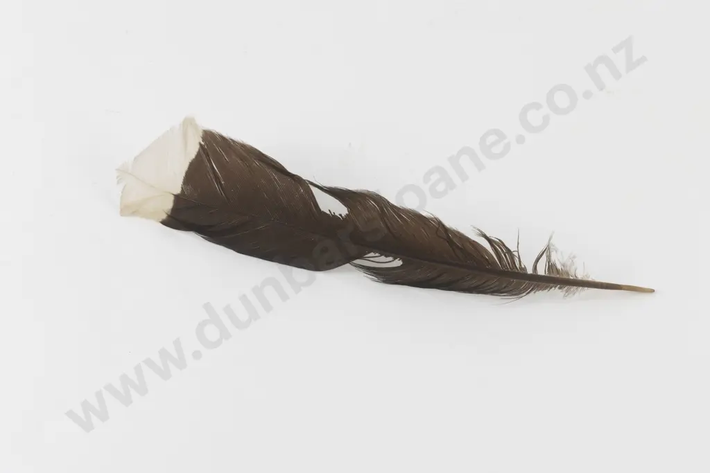 Huia Tail Feather Image 1++