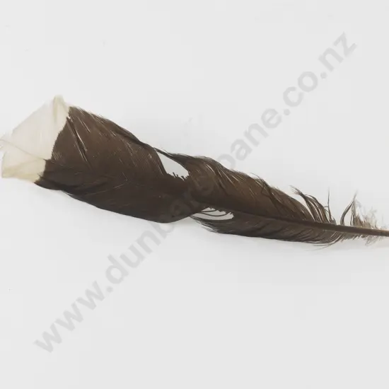 Huia Tail Feather