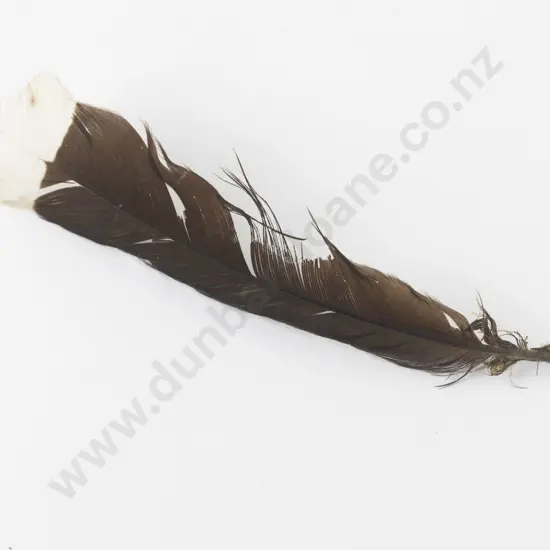 Huia Tail Feather