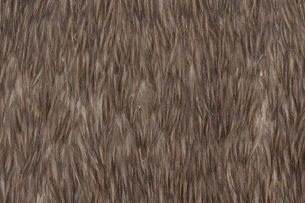 C19th Cased Kahu Kiwi - Kiwi Feather Cloak Image 1++