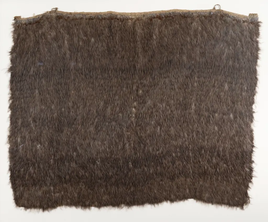 C19th Cased Kahu Kiwi - Kiwi Feather Cloak Image 1++