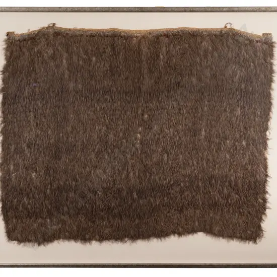 C19th Cased Kahu Kiwi - Kiwi Feather Cloak