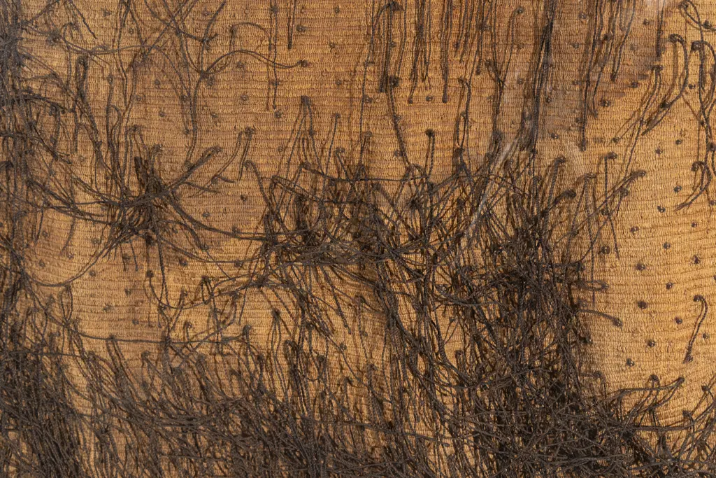 C19th Cased Korowai Cloak (Tag Cloak) Image 1++