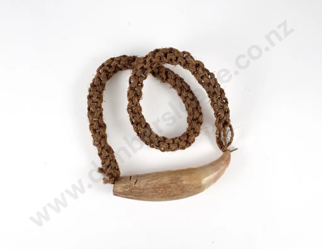 Fijian Tabua (Ceremonial Marine Ivory Tooth) Image 1++