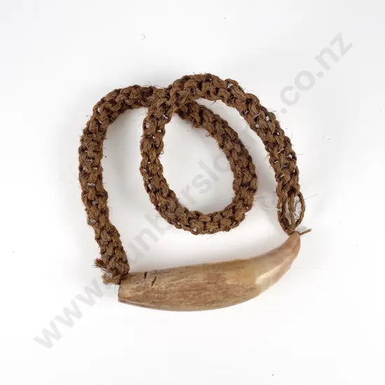 Fijian Tabua (Ceremonial Marine Ivory Tooth)