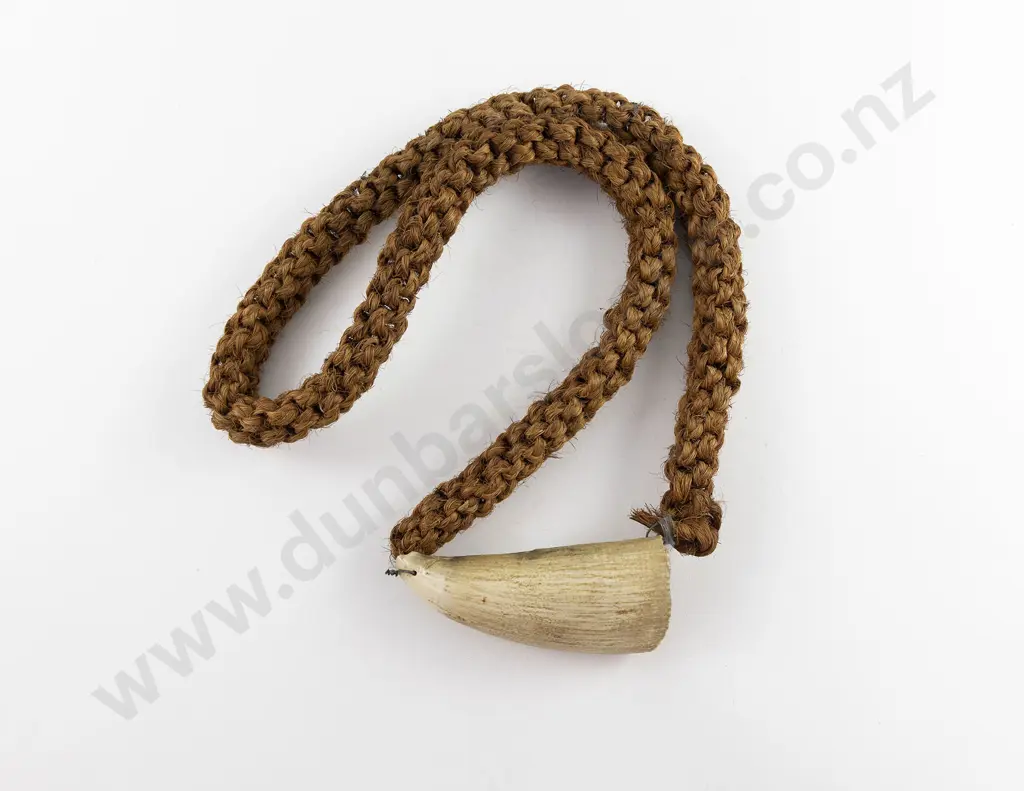 Fijian Tabua (Ceremonial Marine Ivory Tooth) Image 1++