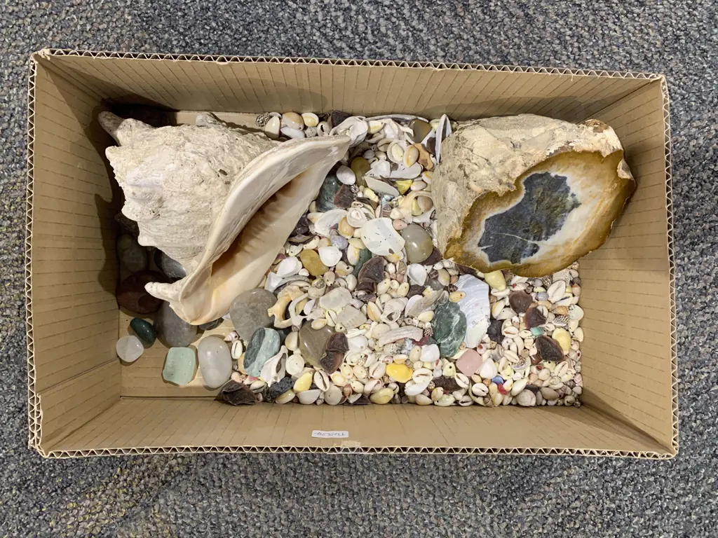 Qty of Assorted Shells and Mineral Samples Image 1++