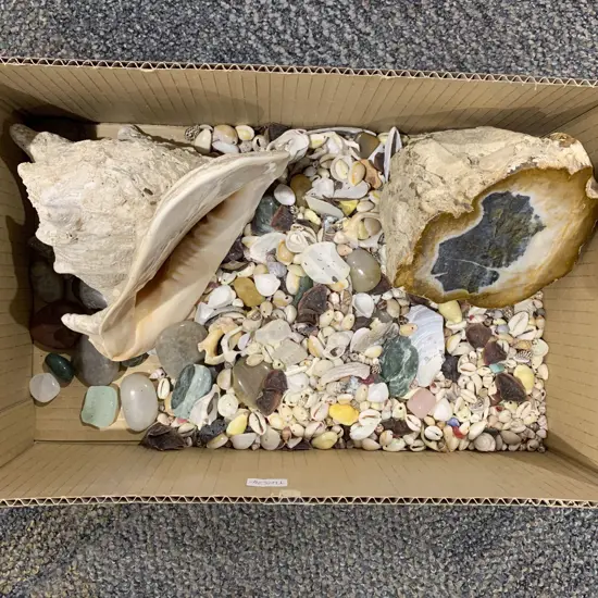 Qty of Assorted Shells and Mineral Samples