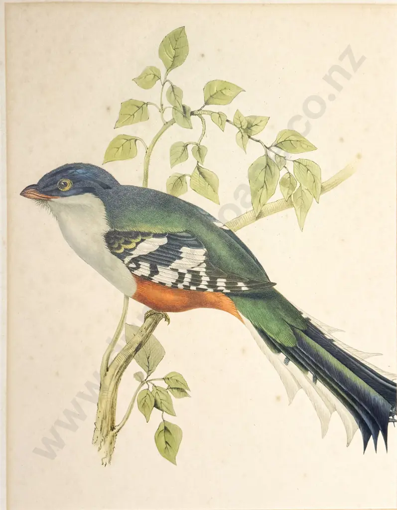 After James Gould, Set Of 4 Coloured Bird Prints Image 1++