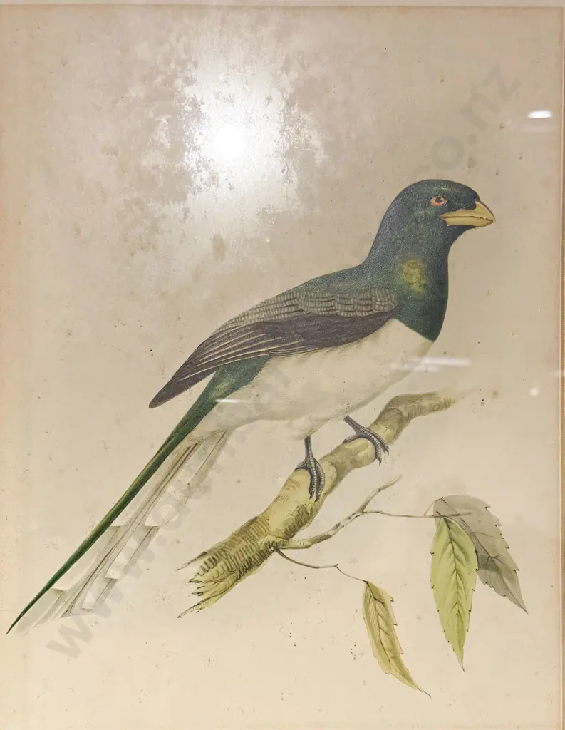 After James Gould, Set Of 4 Coloured Bird Prints Image 1++